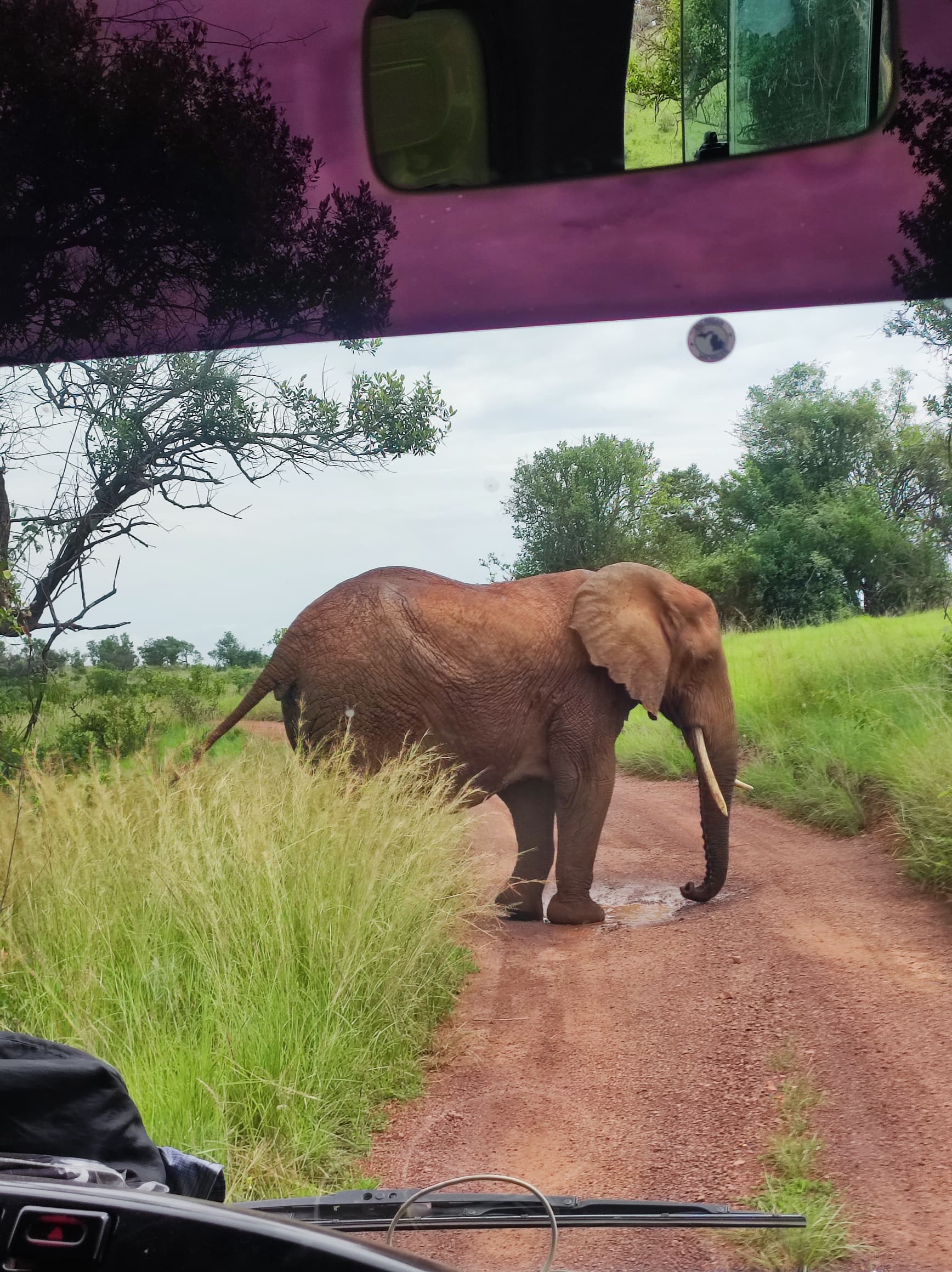 Elephant Close-up