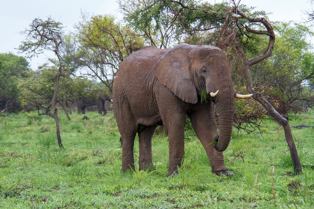 Majestic Elephant