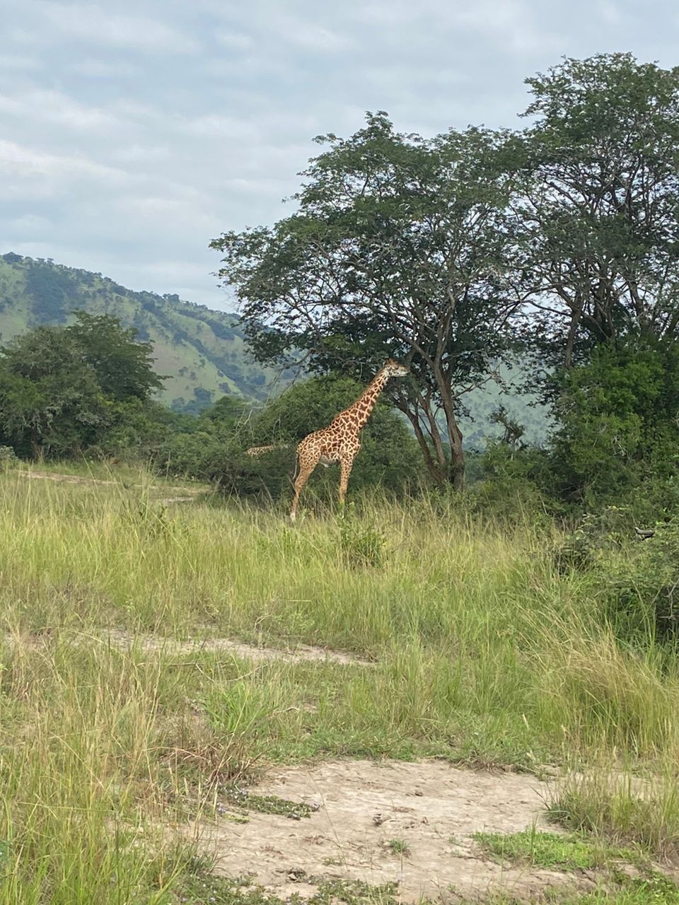 Tall Giraffe