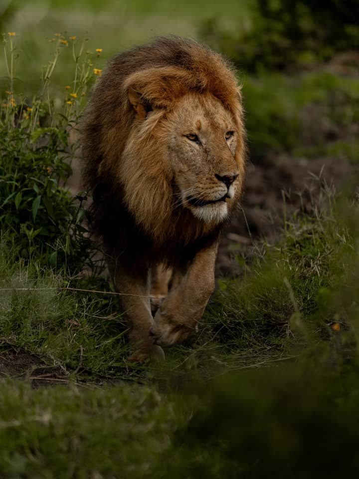 Lion Pride