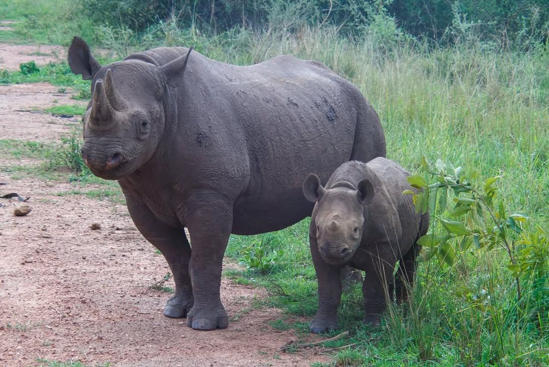 Black Rhino