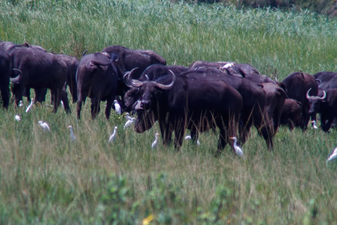 Diverse Wildlife