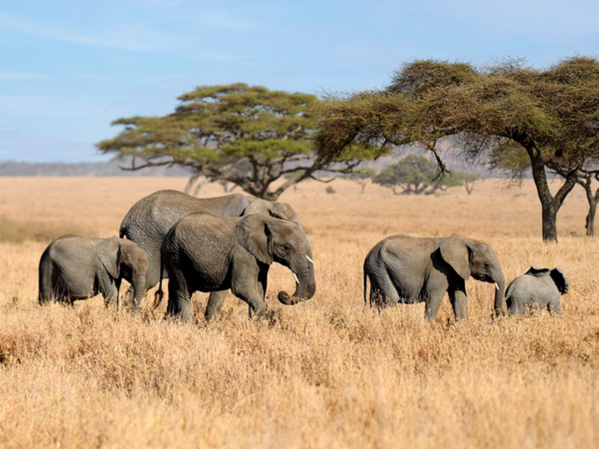 Tanzania