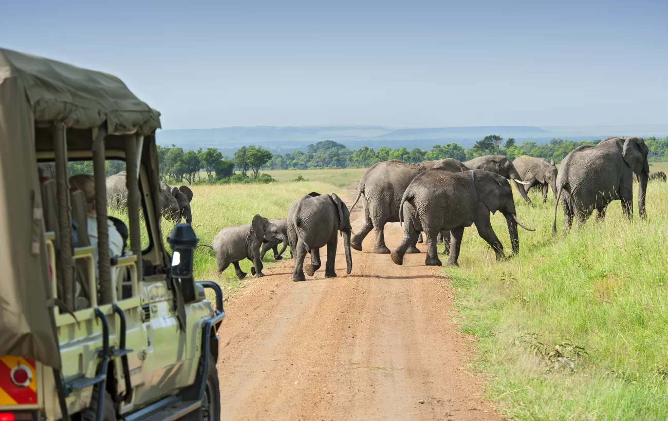 Wildlife Safari